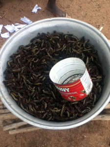 With rainy season also comes caterpillar season. Sold by the tomato paste can full, fried up, sauteed however you like em. I've had some...not half bad!
